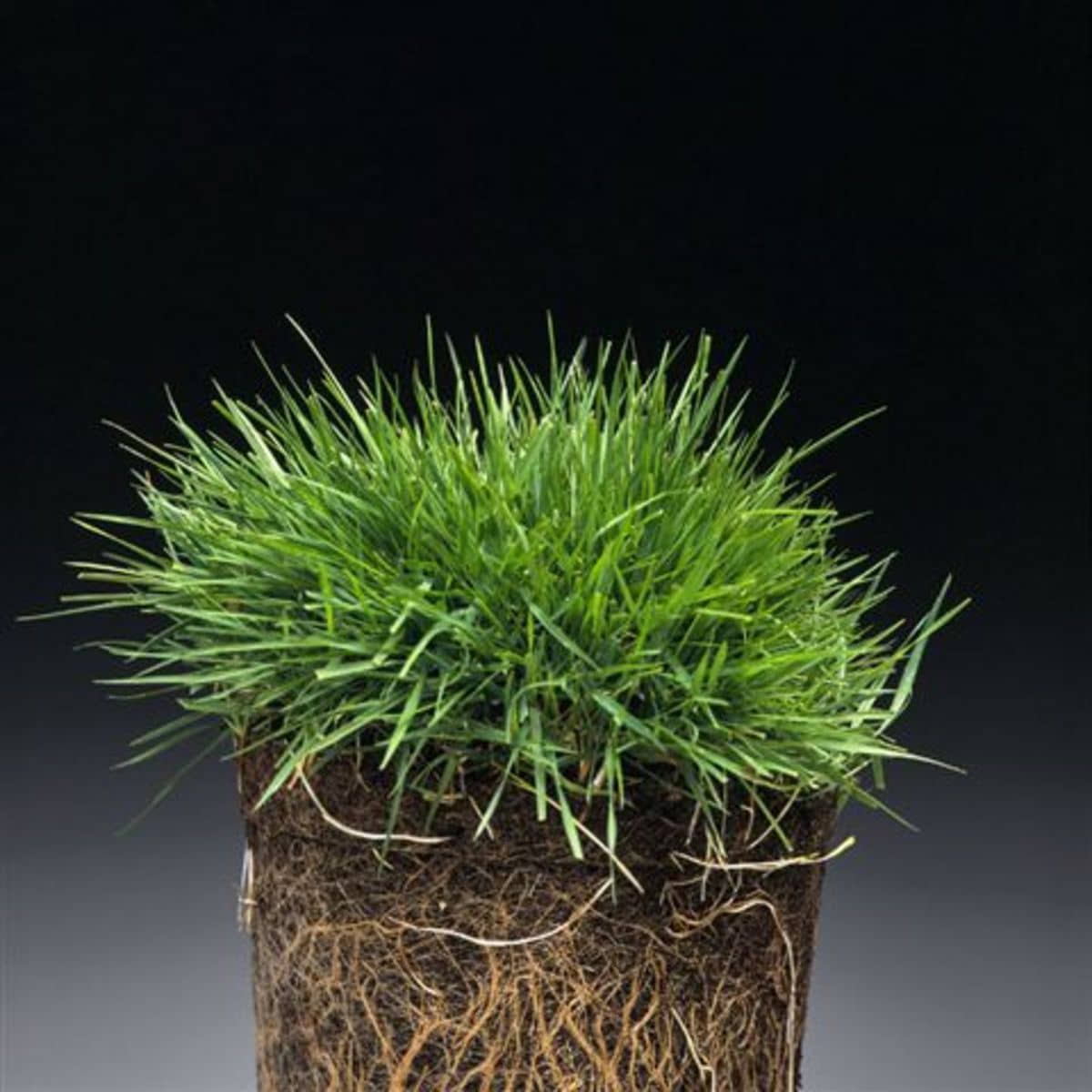 Grassorte Agrostis capillaris Rotes Straussgras