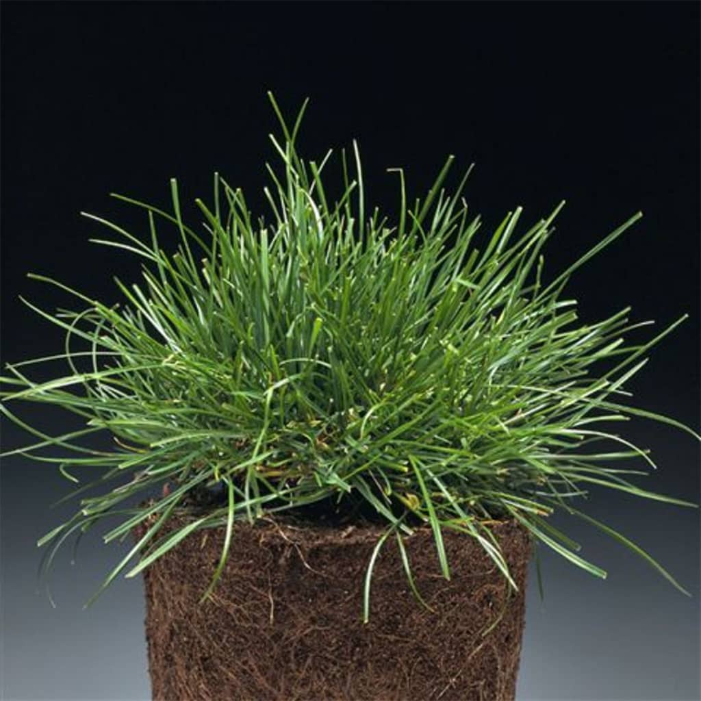 Grassorte Lolium Perenne in Premium Rasen