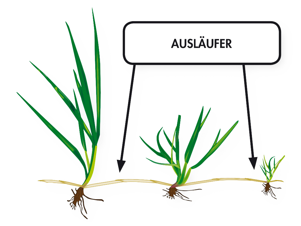 Wurzeln von Selbstregenerierendem Deutschen Weidelgras bilden Ausläufer